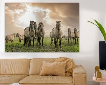 chevaux konik sur anne droogsma