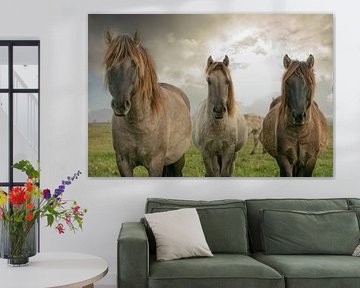 konik horses2 by anne droogsma