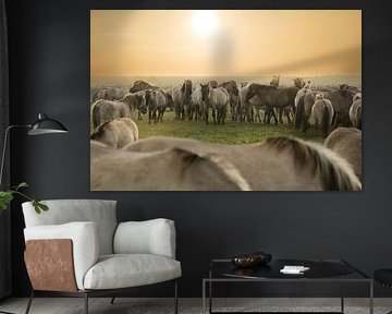 konikspaarden3 van anne droogsma