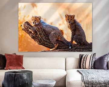 Young cheetahs by Ken Kühlbrandt