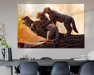 Young cheetahs by Ken Kühlbrandt
