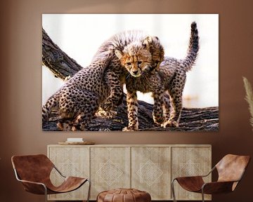 Young cheetahs by Ken Kühlbrandt