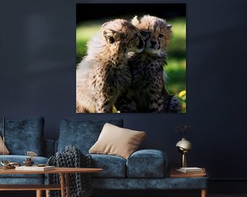 Young cheetahs by Ken Kühlbrandt