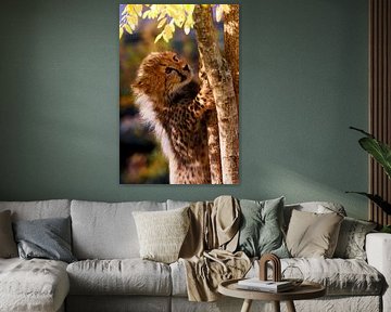 Young cheetah by Ken Kühlbrandt