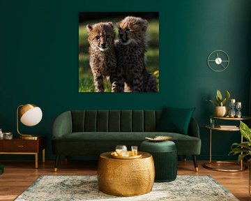 Young cheetahs by Ken Kühlbrandt