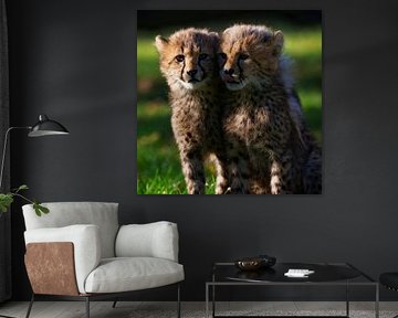 Young cheetahs by Ken Kühlbrandt
