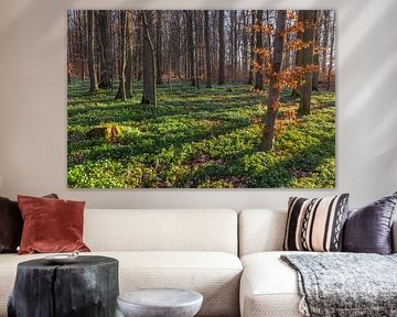 Morning sun in the spring forest by Daniela Beyer