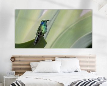 Kolibri von Wil Teunissen