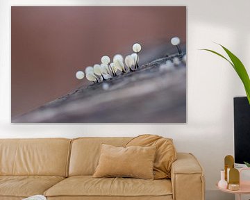 tilted in balance by Angelique Raaijmakers