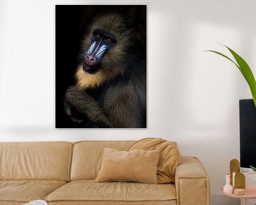 Mandrill Monkey by Reinder Tasma