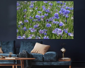 Cornflowers by Peter Polling