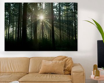 Enchanted Forest: Sonnenlicht bricht durch die Bäume