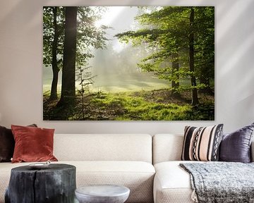 Waldlicht im Oktober