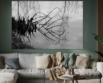 gebogenes Schilfrohr (2)