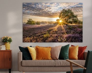 Bruyère au lever du soleil sur Peter Bregman