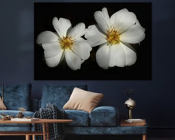 Twee witte vredes rozen van Corinne Welp