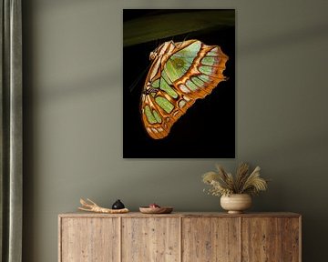 Butterfly in detail by Adje Photography