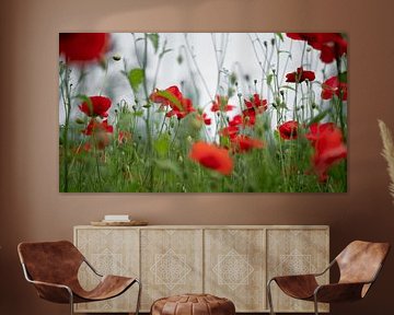 Poppy by Frank Lavooij