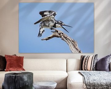 Le martin-pêcheur sur une branche salue la femelle sur Chris Stenger