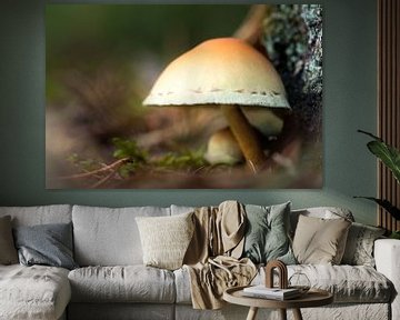 Mushroom 15 by Deshamer
