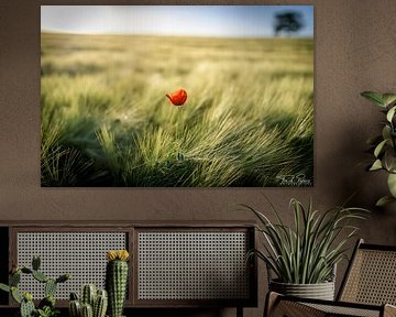 The power of red by FotoCreatives