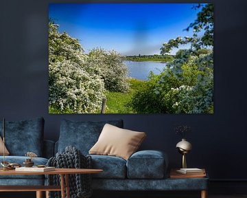 Hawthorn in bloom along the river IJssel by FotoCreatives