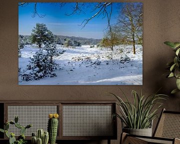 L'hiver dans la forêt de Deeler