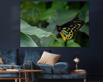 Australian birdwing butterfly