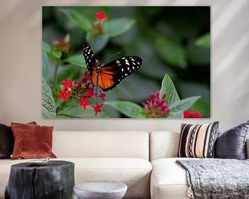 Passionflower butterfly by Joes van Asten