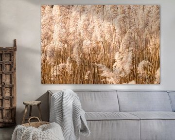 rietpluimen in de zon