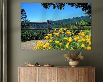 Schöne kalifornische Mohnblumen