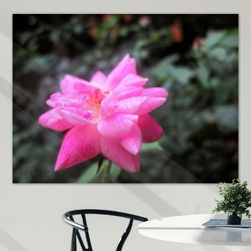 Rosenblüte im Weichzeichner