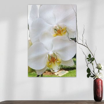 Weiße Orchidee Elegance Bloom