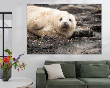 grey seal pup by Annelies Cranendonk