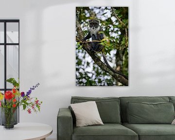 Nahaufnahme eines Affen: die Diademkatze von Chi