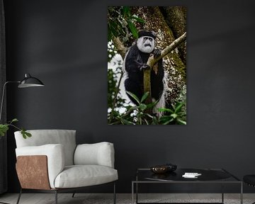 Fransenäffchen im Baum von Chi