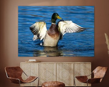 Mallard drakes grooming their feathers by Karin Jähne
