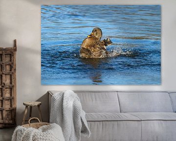 Female mallard during plumage care by Karin Jähne