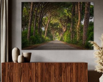 Pine Trees Road im Maremma Park, Toskana
