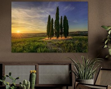 Ikonischer Zypressenhain bei Sonnenuntergang in der Maremma