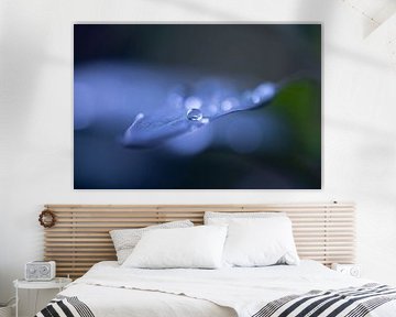 drops of violet by Arienne Mol