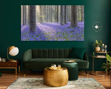 Magie auf dem Hallerbos