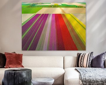 Bunte Tulpen auf einem Feld im Frühling