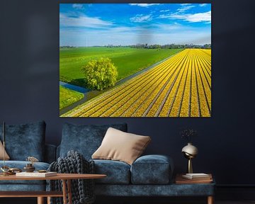 Blühende Tulpen auf einem Feld in Holland