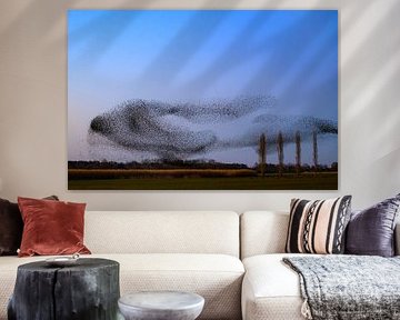 Starenmurmeln bei Sonnenuntergang am Ende eines Wintertages