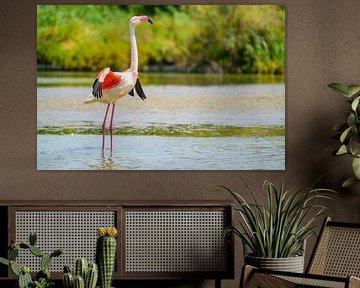 Flamingo in een moeras in de kuststreek van Camarque in het zuiden van Sjoerd van der Wal Fotografie
