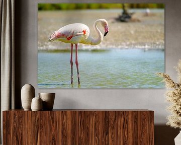 Flamingo in een wetland in de kuststreek van Camarque in het zuiden van Sjoerd van der Wal Fotografie