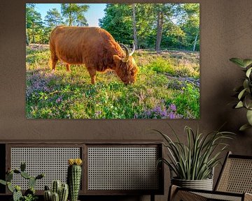 Bovins des Highlands dans un coucher de soleil sur un paysage de bruyère