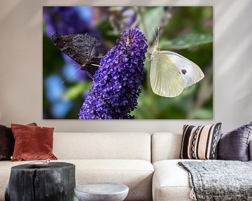 Yin and Yang, butterflies on a butterfly bush