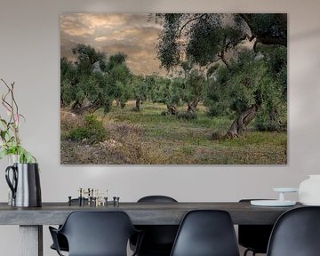Uralte Olivenbäume in Süditalien von Patricia Hofmeester